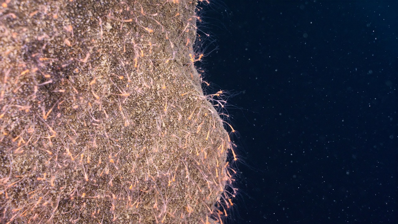 This underwater mountainside is covered in hydra at 88 meters. 