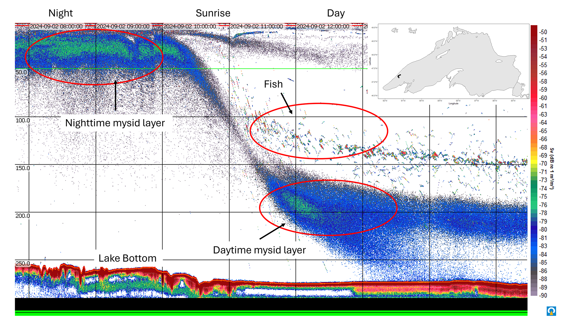 Visual display of the acoustic data collected from part of one night from a surface drone in Lake Superior in Summer 2024. The red line approximately 250 meters deep is the bottom of the lake. One of the major prey items of fish in the Great Lakes, mysis, can be seen high in the water column at night and then descending rapidly as the sun rises to remain hidden from the fish. Fish are seen chasing the mysis towards the bottom and then staying above them during the day. 