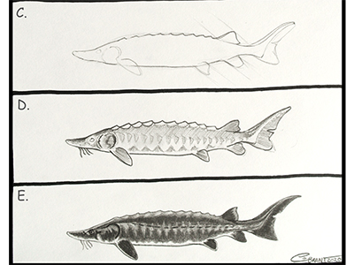 How to sketch a lake sturgeon